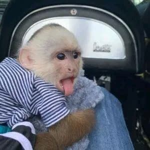 happy baby monkey happy baby monkey
